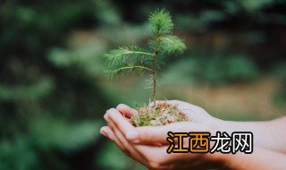 每年的植树节是什么时候 植树节的简介