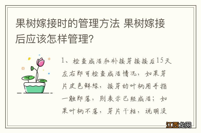 果树嫁接时的管理方法 果树嫁接后应该怎样管理？