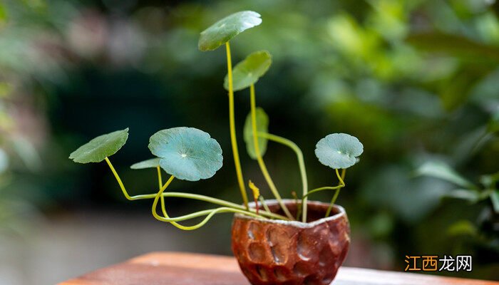 铜钱草的养殖方法和风水 铜钱草的养殖方法
