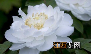 洛阳牡丹最佳时间 洛阳牡丹为什么在这些时间举办