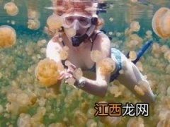 被水母蜇伤怎么办？被水母蜇伤怎么及时自救