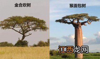 热带草原气候特点 热带草原气候特点介绍