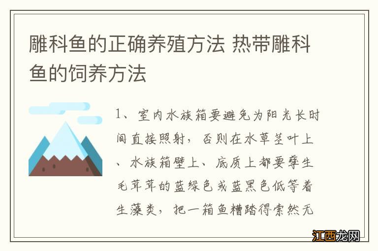 雕科鱼的正确养殖方法 热带雕科鱼的饲养方法