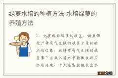 绿萝水培的种植方法 水培绿萝的养殖方法