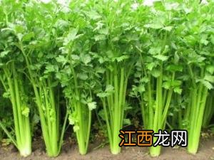 怎样挑选新鲜的芹菜？芹菜的选购方法