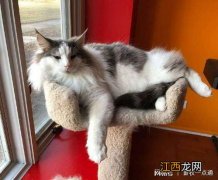 猫为什么不能白送人