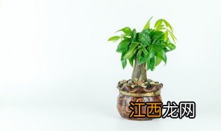 发财树树干种植方法 发财树树干有哪些种植方法