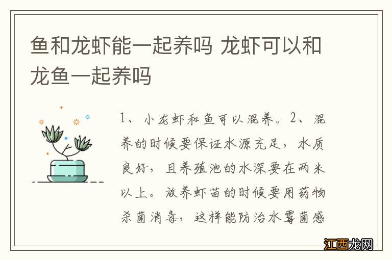 鱼和龙虾能一起养吗 龙虾可以和龙鱼一起养吗