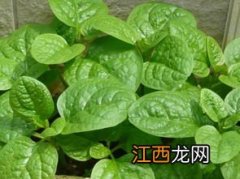 红色木耳菜怎么种植 红色木耳菜种植方法