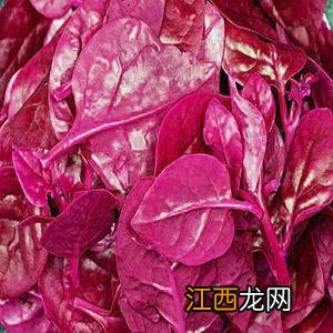 红色木耳菜怎么种植 红色木耳菜种植方法