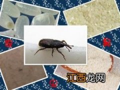 大米生虫子了怎么办？如何防止大米生虫子