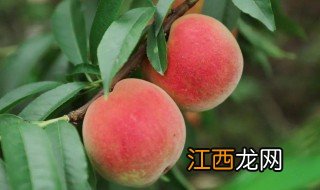 四川桃子几月份成熟，四川的樱桃几月份成熟