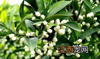 橘子花什么时候开 橘子花大概什么时候开