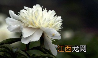 芍药花什么时候开花 芍药花开花时间介绍