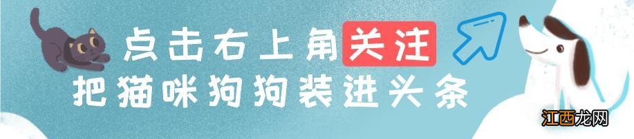 给狗狗买零食淀粉类的少买 成年狗狗还能吃幼犬粮吗