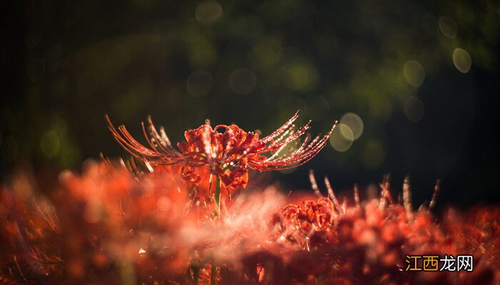 彼岸花的花语和寓意 彼岸花花语象征与寓意