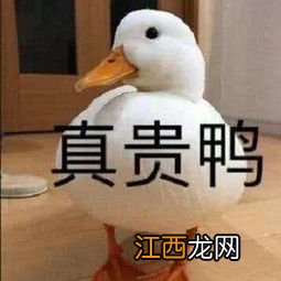 柯尔鸭多久下蛋