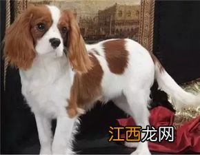 查理士王小猎犬为什么没人养