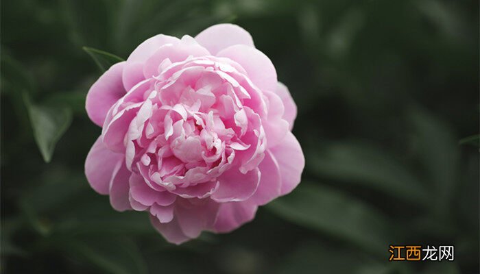 芍药花瓣可以吃吗,怎么吃 芍药花瓣可以吃吗