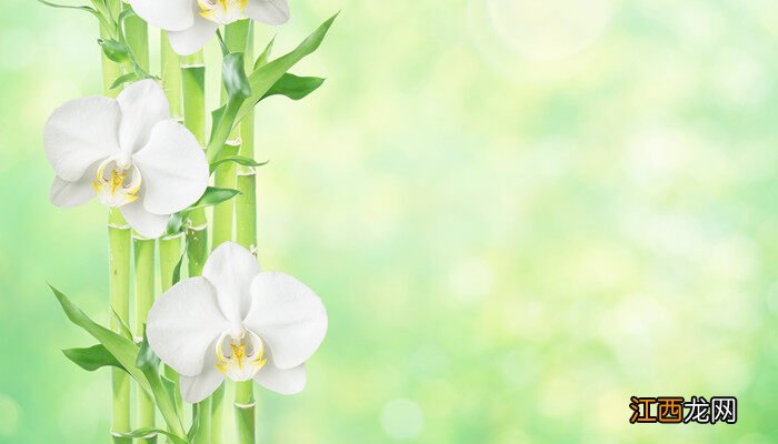 富贵竹怎么水养才旺盛白砂糖 富贵竹怎么水养才旺盛