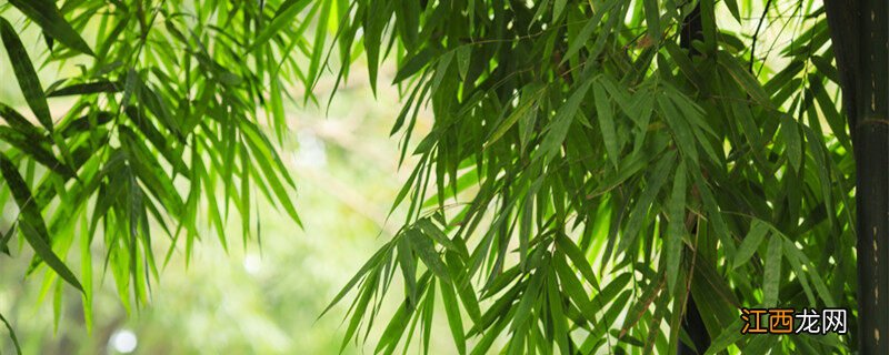 富贵竹怎么水养才旺盛白砂糖 富贵竹怎么水养才旺盛