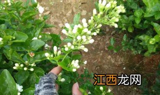 茉莉花树种植小妙招 茉莉花树种植有什么方法