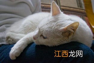 为什么我的猫咪老爱睡觉