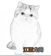 猫咪如何画