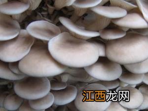 怎样清洗平菇最干净？平菇的清洗方法