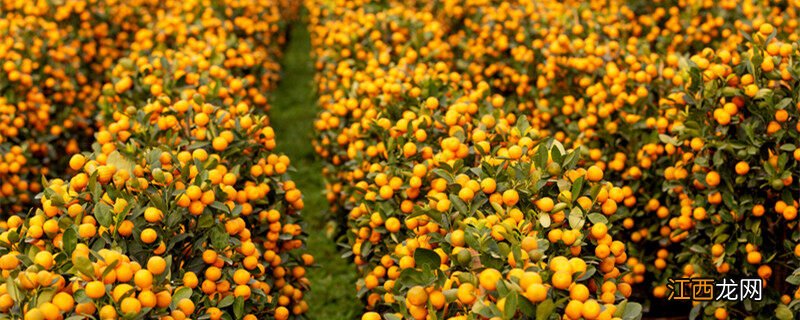 金桔叶子发黄发干生长不旺盛怎么办