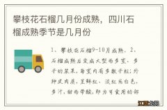 攀枝花石榴几月份成熟，四川石榴成熟季节是几月份