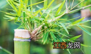 竹子一生开几次花 竹子一生开多少次花