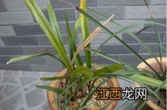 兰花叶子有点黄怎么办