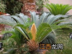 铁树开花代表着什么 铁树开花预示着什么