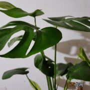 家里养的花壮不起来的原因 家里养的花为什么壮不起来