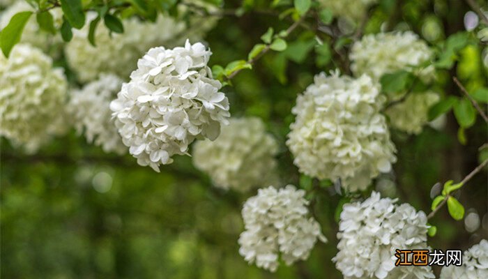 洋琼花的花语和寓意是什么 洋琼花的花语和寓意