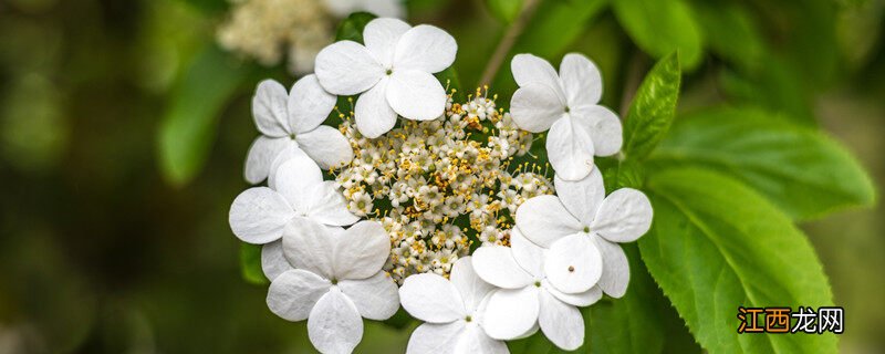 洋琼花的花语和寓意是什么 洋琼花的花语和寓意