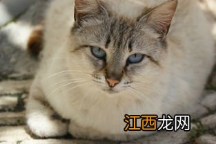 猫会得鼻炎吗