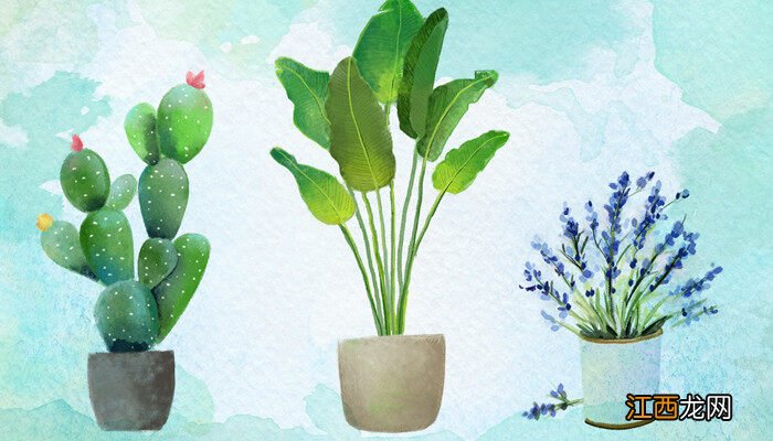 啤酒不适合浇哪些绿植呢 啤酒不适合浇哪些绿植