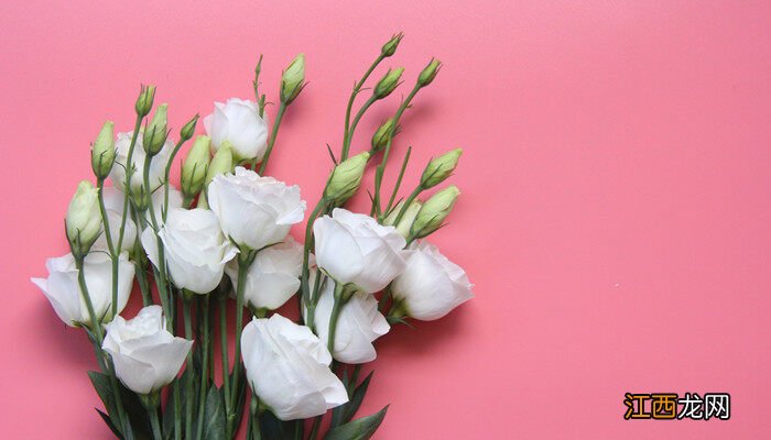 香槟玫瑰加桔梗的寓意友谊 香槟玫瑰加桔梗的寓意