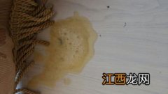 泰迪狗吐黄水带沫怎么回事