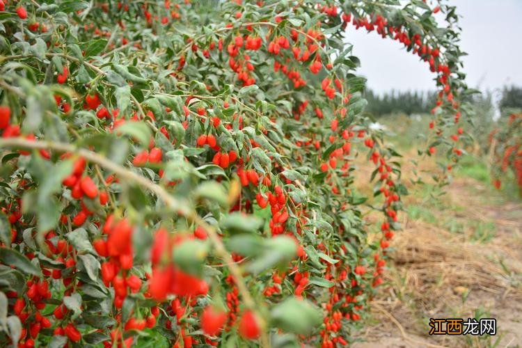 枸杞的种植和生长条件 枸杞的种植与生长条件