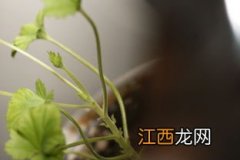 蝴蝶梅怎么养才能开花