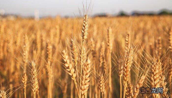 春小麦与冬小麦的时间区别在哪 春小麦与冬小麦的时间区别