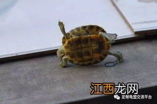 乌龟翻身说明什么原因