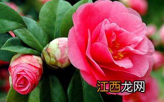 茶花花蕾留多少个