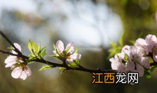 美人梅和桃花的区别 美人梅和桃花的区别有哪些