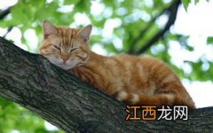 猫为什么不能埋在土里