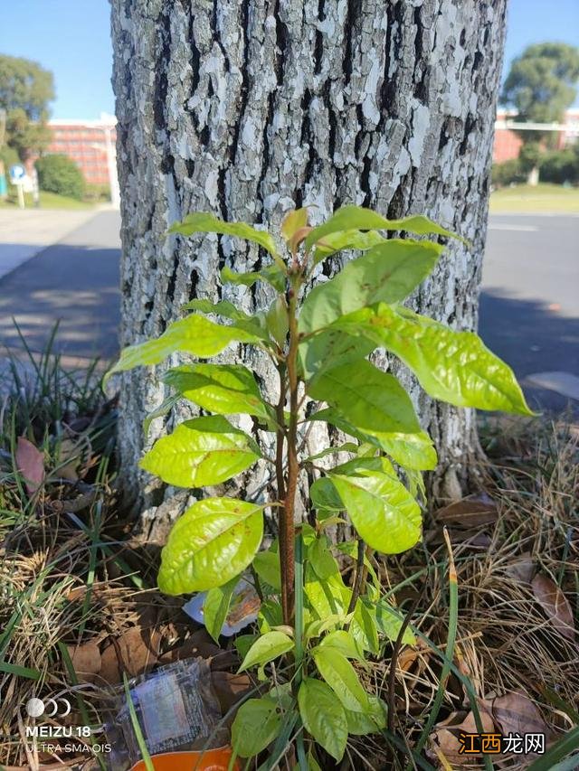 小米12标榜小屏旗舰 小米12s跟魅族18哪个值得买