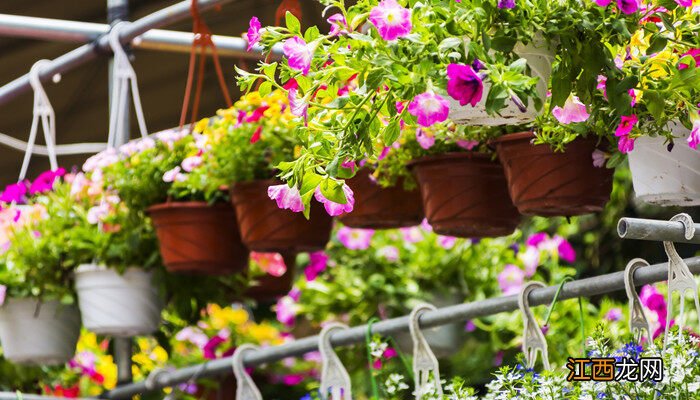 金鱼吊兰剪下来能直接插栽吗 金鱼吊兰花的扦插方法